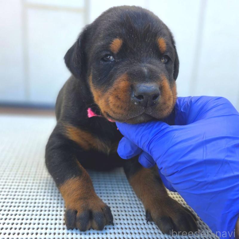 販売中の茨城県のドーベルマン-426187の6枚目