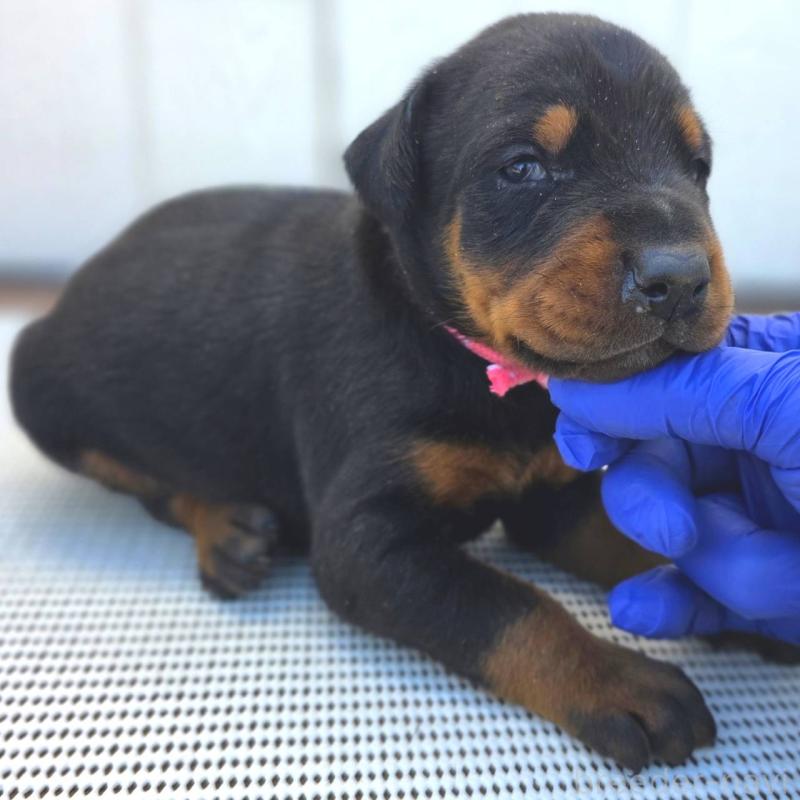 販売中の茨城県のドーベルマン-426187の7枚目