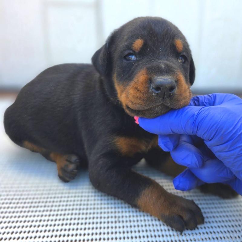 販売中の茨城県のドーベルマン-426187の5枚目