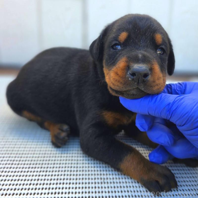 販売中の茨城県のドーベルマン-426187の4枚目