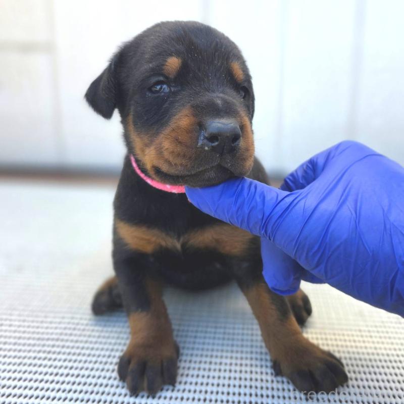 販売中の茨城県のドーベルマン-426187