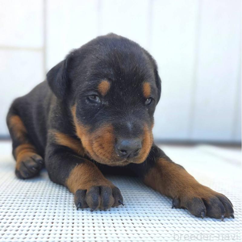 販売中の茨城県のドーベルマン-426187の3枚目