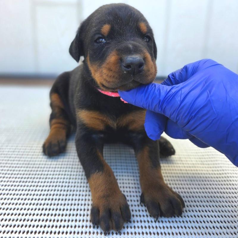 販売中の茨城県のドーベルマン-426187の2枚目