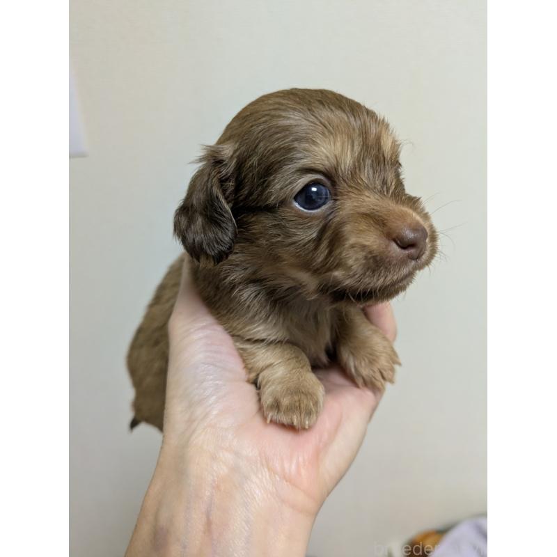 成約済の愛知県のチワックス:チワワ×ミニチュアダックスフンド-425005の2枚目