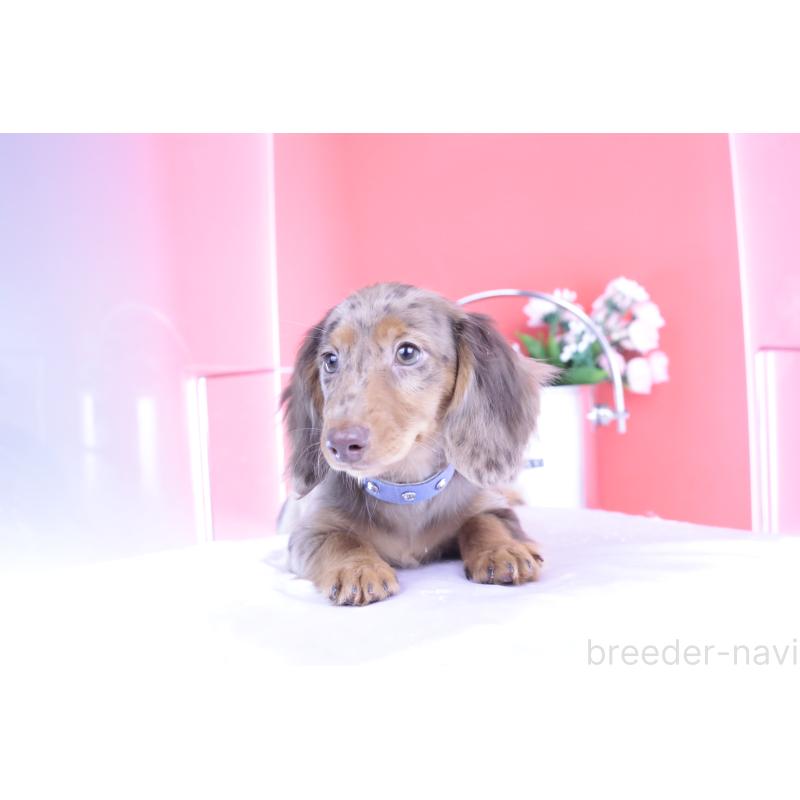 販売中の愛知県のカニンヘンダックスフンド(ロングヘアード)-403757の8枚目