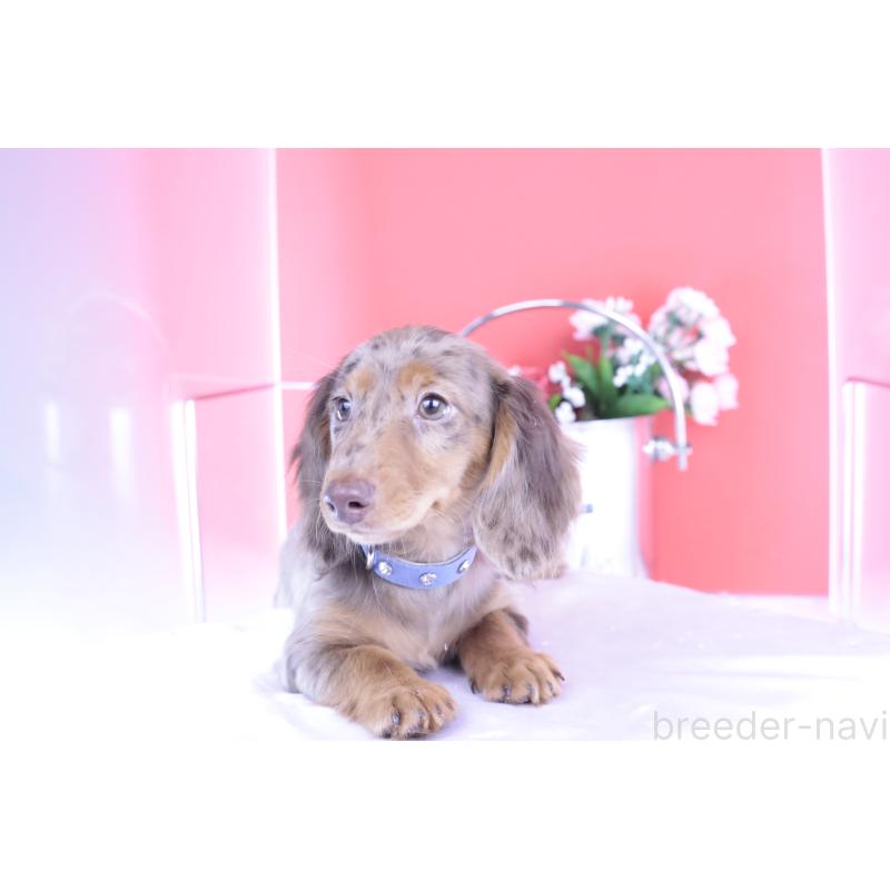 販売中の愛知県のカニンヘンダックスフンド(ロングヘアード)-403757の7枚目