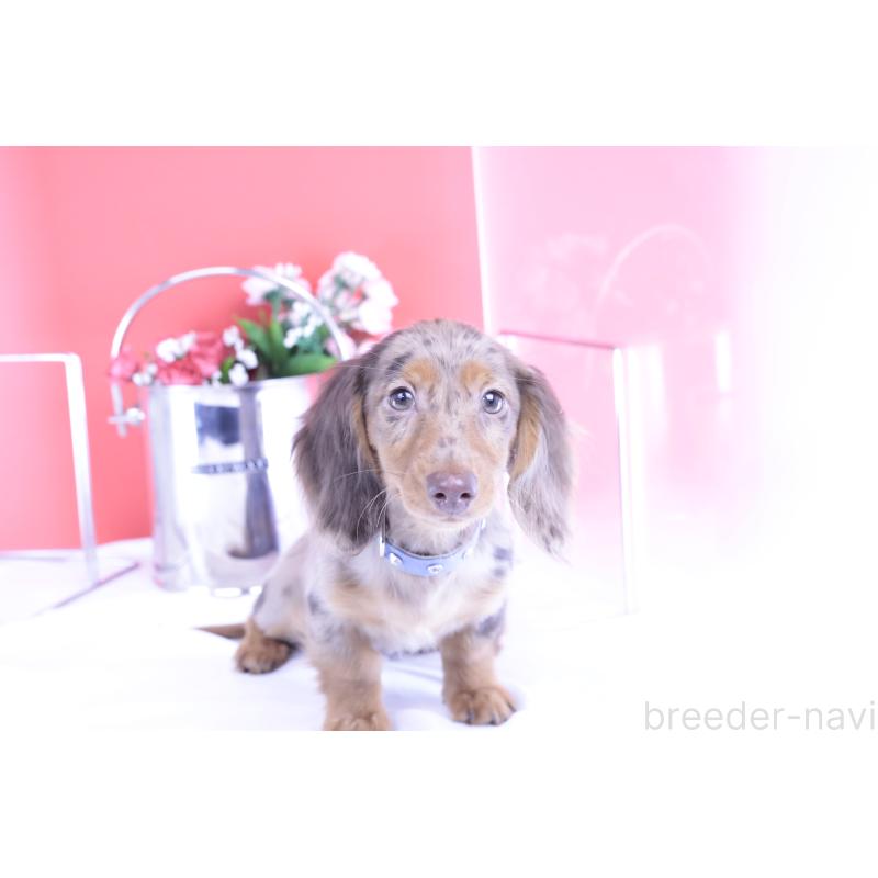 販売中の愛知県のカニンヘンダックスフンド(ロングヘアード)-403757の4枚目
