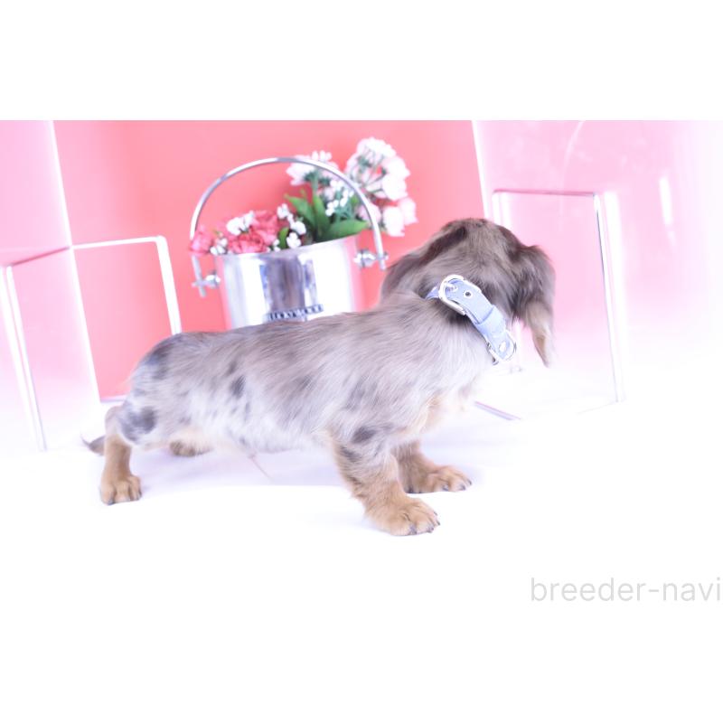 販売中の愛知県のカニンヘンダックスフンド(ロングヘアード)-403757の3枚目