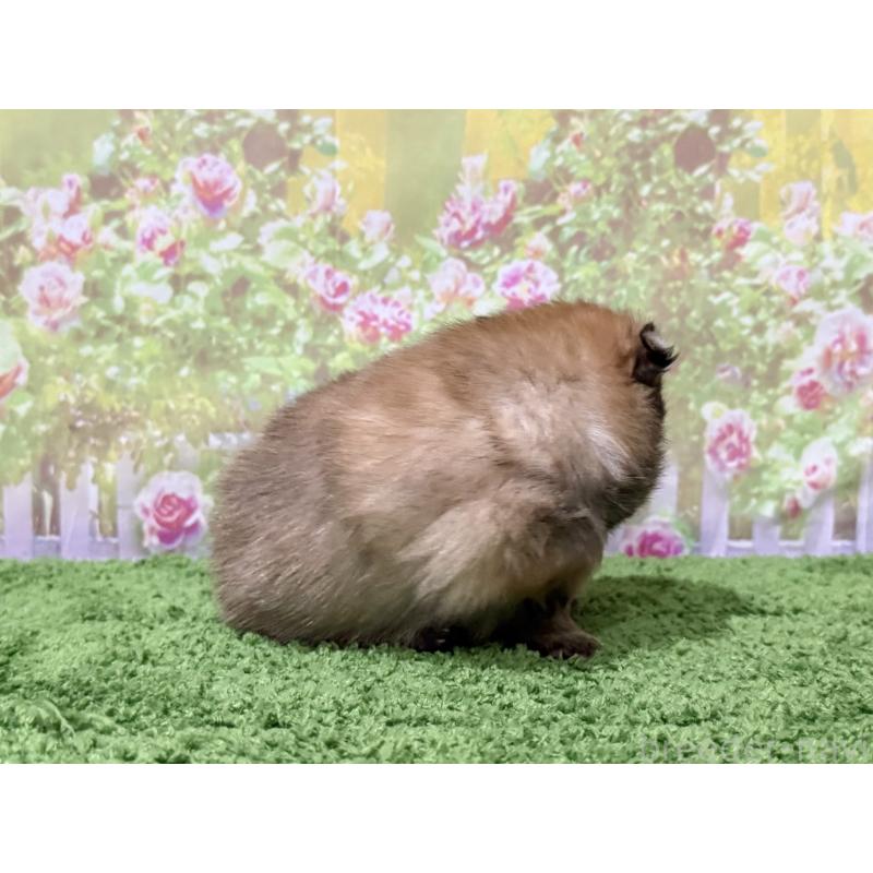 販売中の埼玉県のポメラニアン-426189の2枚目