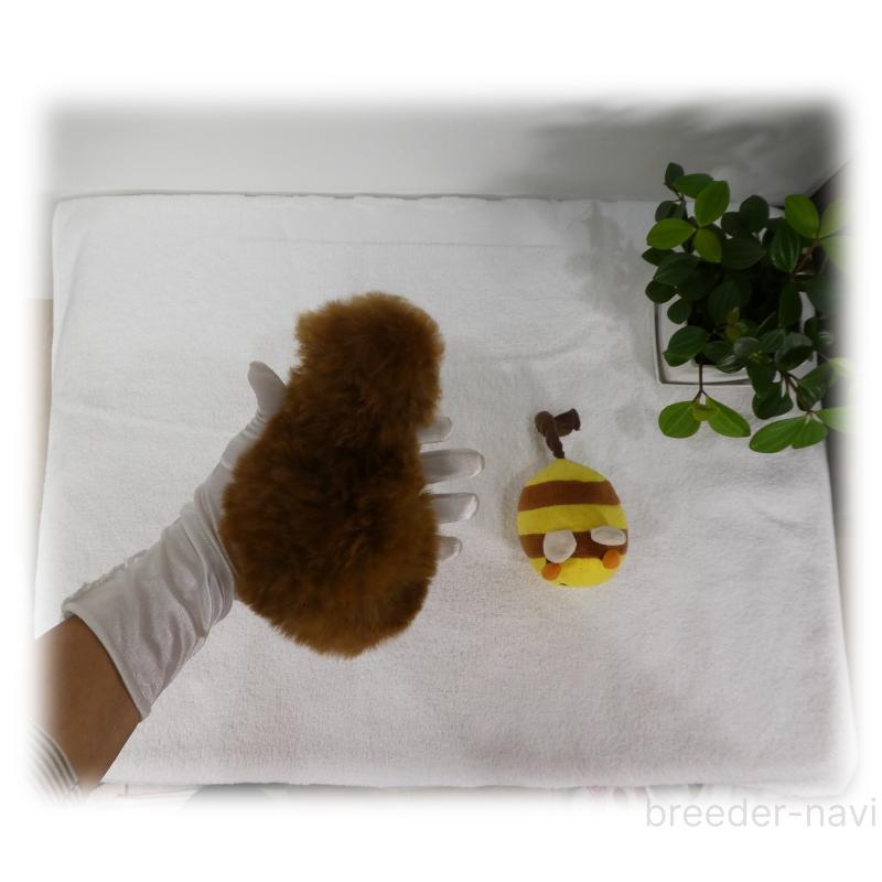 販売中の埼玉県のティーカッププードル-426190の11枚目