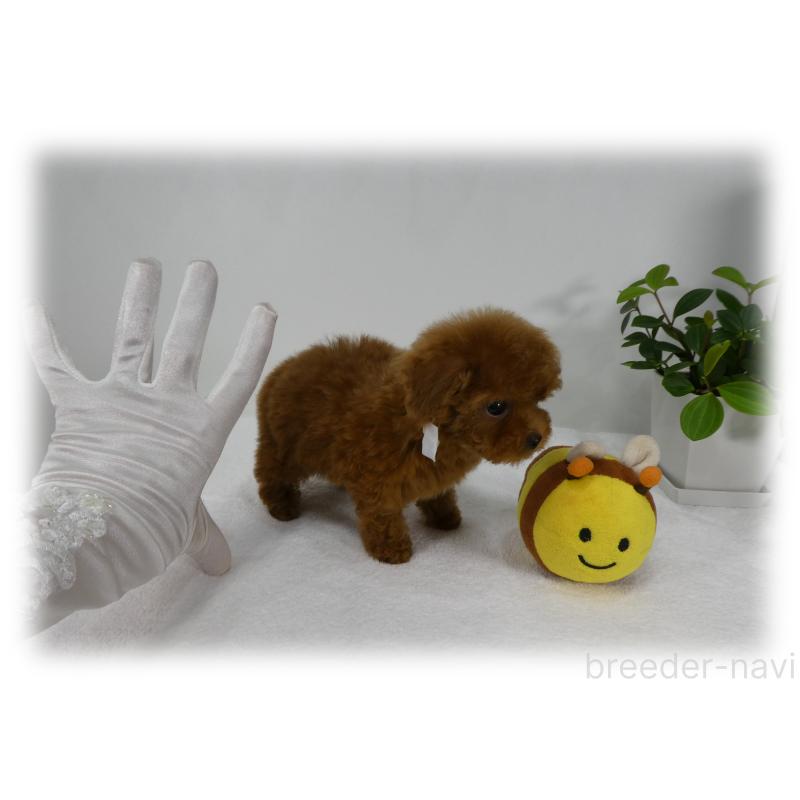 販売中の埼玉県のティーカッププードル-426190の9枚目