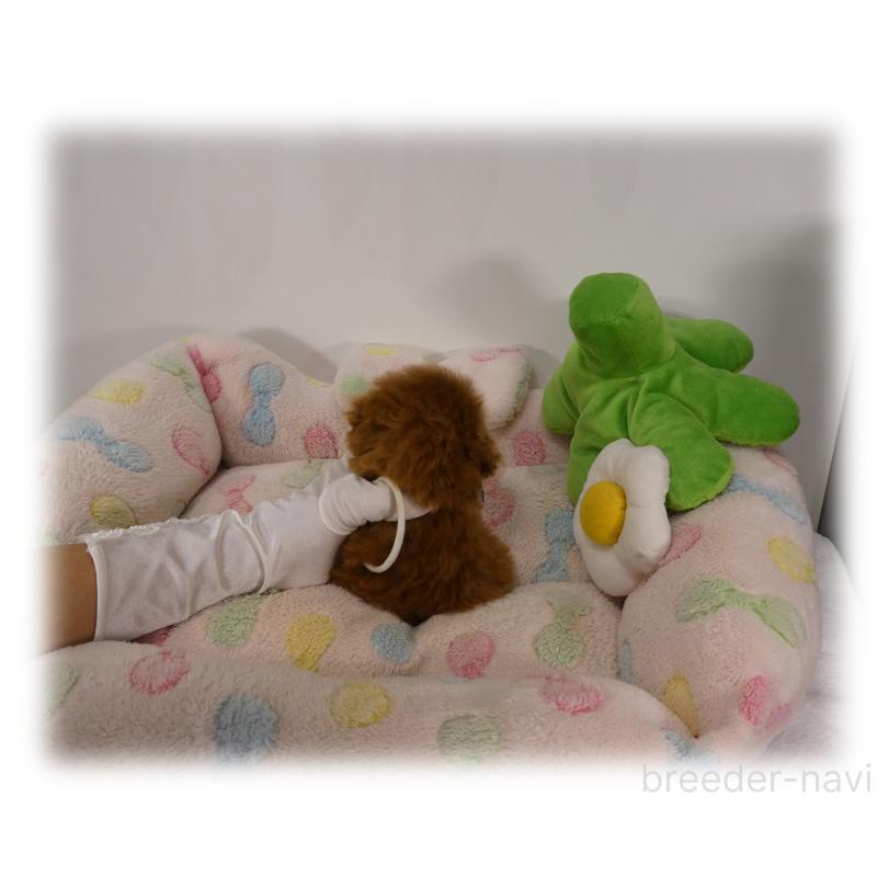 販売中の埼玉県のティーカッププードル-426190の8枚目