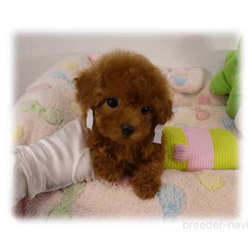 販売中の埼玉県のティーカッププードル-426190の7枚目