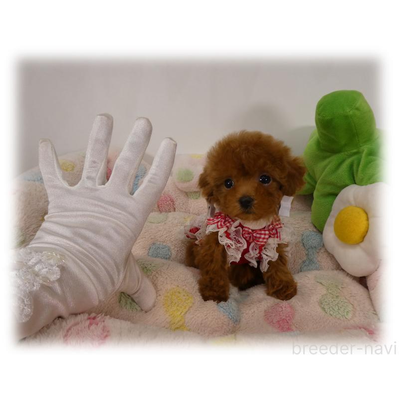 販売中の埼玉県のティーカッププードル-426190の6枚目