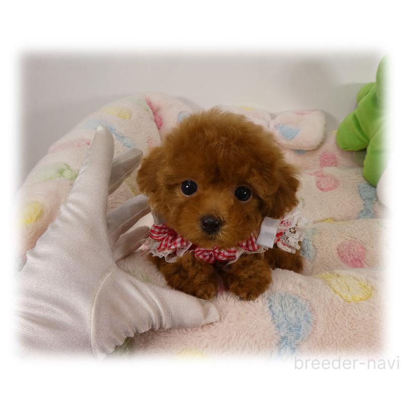 販売中の埼玉県のティーカッププードル-426190の5枚目