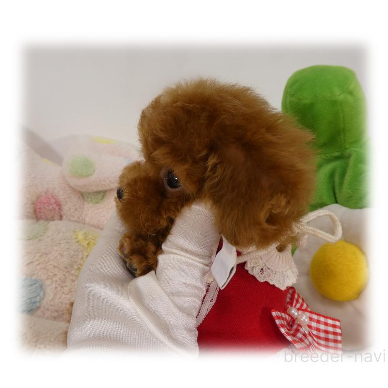 販売中の埼玉県のティーカッププードル-426190の4枚目