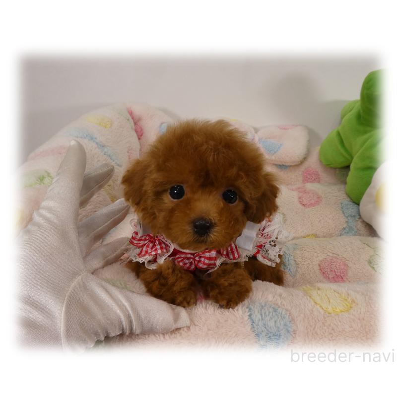 販売中の埼玉県のティーカッププードル-426190の3枚目