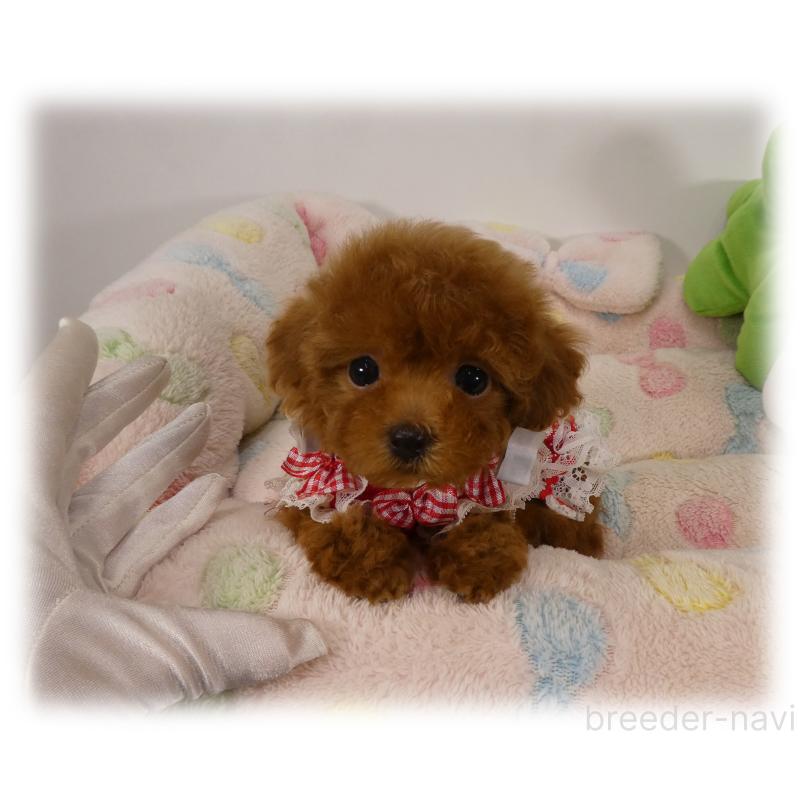 販売中の埼玉県のティーカッププードル-426190の2枚目