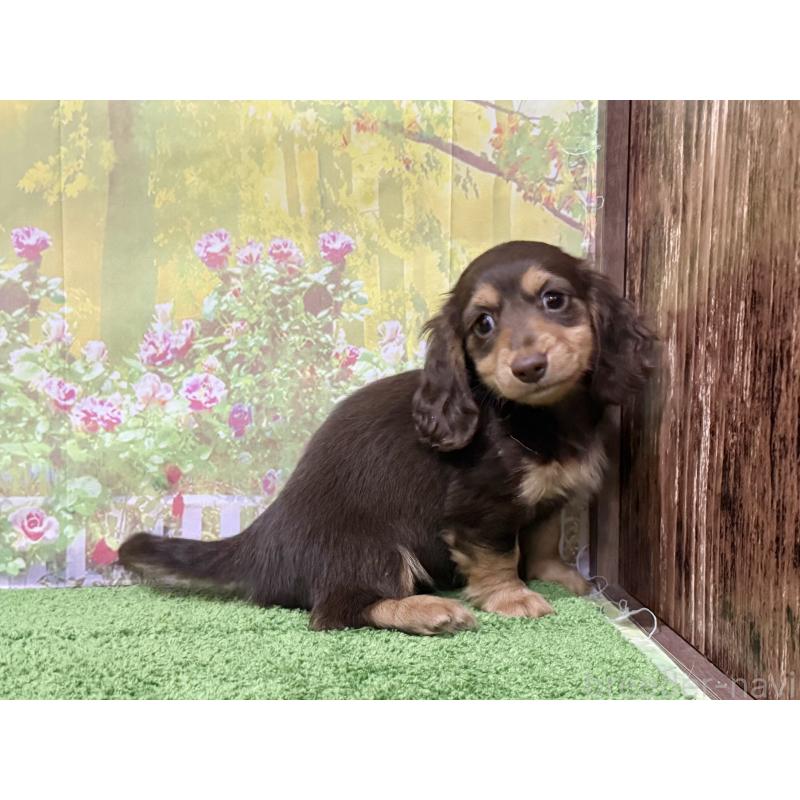 販売中の埼玉県のカニンヘンダックスフンド(ロングヘアード)-418911の4枚目