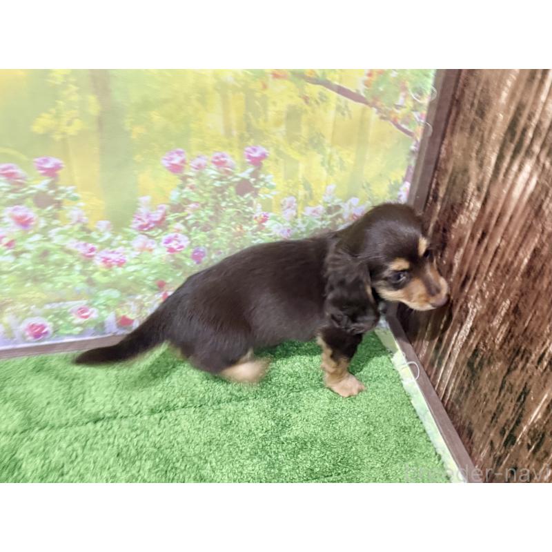 販売中の埼玉県のカニンヘンダックスフンド(ロングヘアード)-418911の3枚目