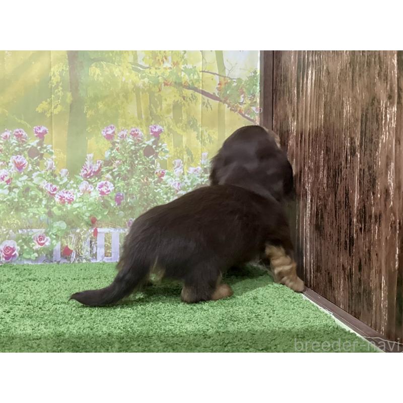 販売中の埼玉県のカニンヘンダックスフンド(ロングヘアード)-418911の2枚目