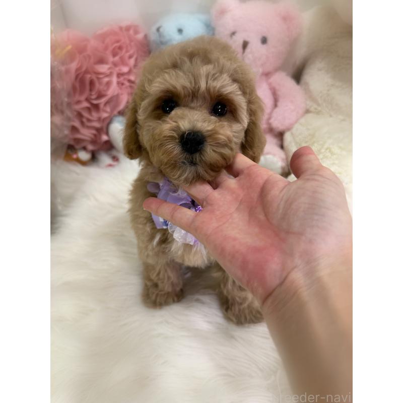 販売中の香川県のビションプー:ビションフリーゼ×トイプードル-417284の3枚目