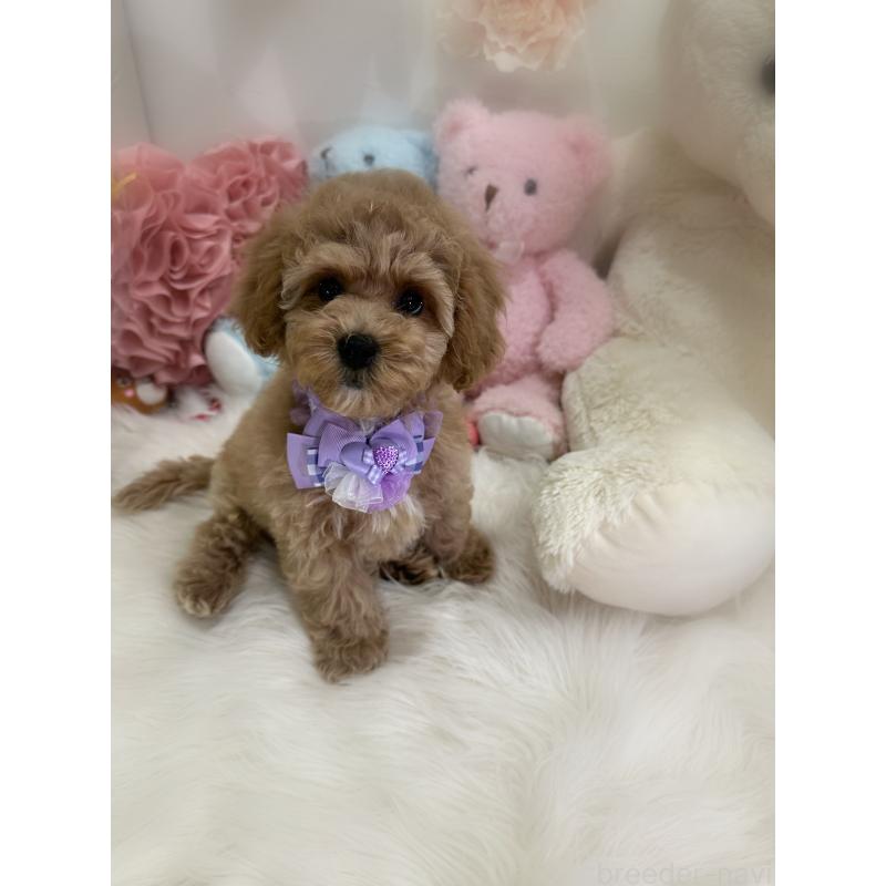 販売中の香川県のビションプー:ビションフリーゼ×トイプードル-417284の2枚目