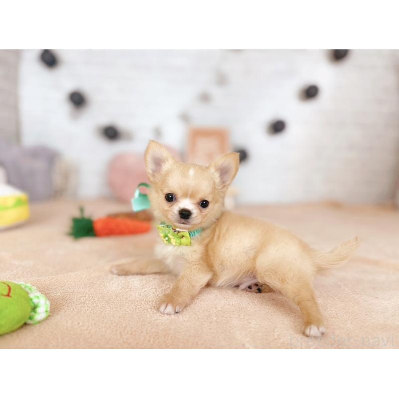 販売中の北海道のチワワ(ロングコート)-426194の5枚目