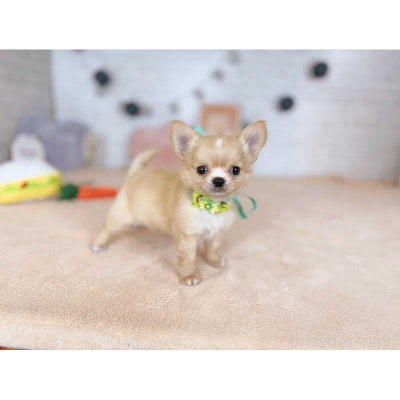 販売中の北海道のチワワ(ロングコート)-426194の4枚目