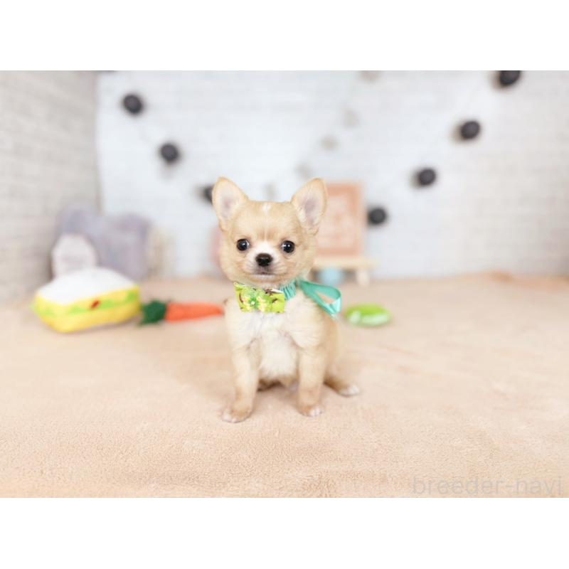 販売中の北海道のチワワ(ロングコート)-426194の3枚目