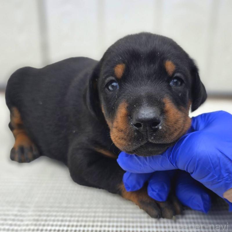 販売中の茨城県のドーベルマン-426192