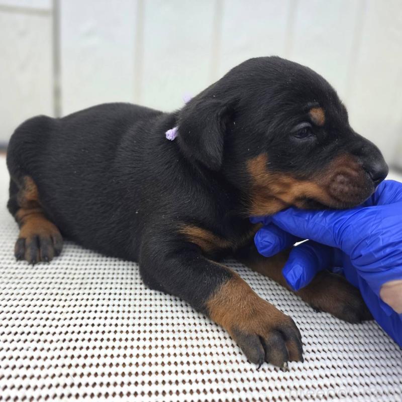 販売中の茨城県のドーベルマン-426192の10枚目