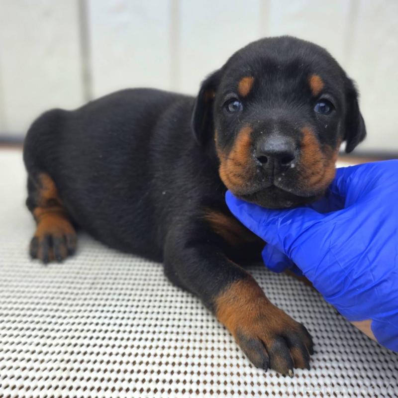 販売中の茨城県のドーベルマン-426192の9枚目