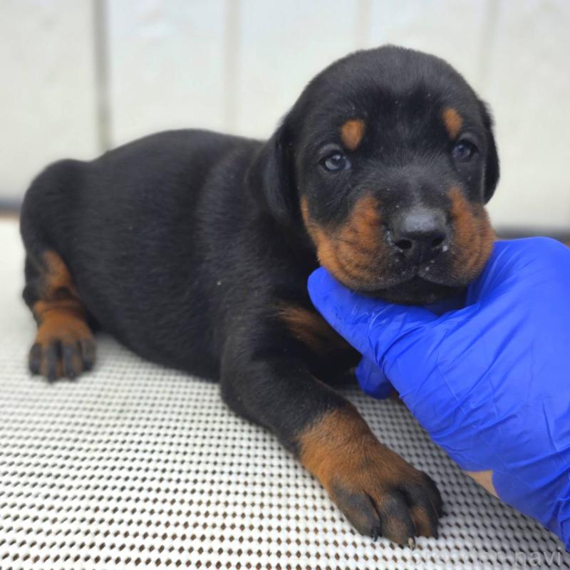 販売中の茨城県のドーベルマン-426192の7枚目