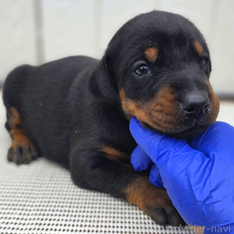 販売中の茨城県のドーベルマン-426192の8枚目