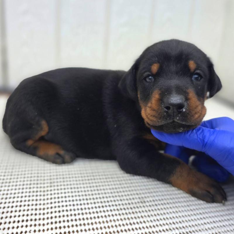 販売中の茨城県のドーベルマン-426192の6枚目