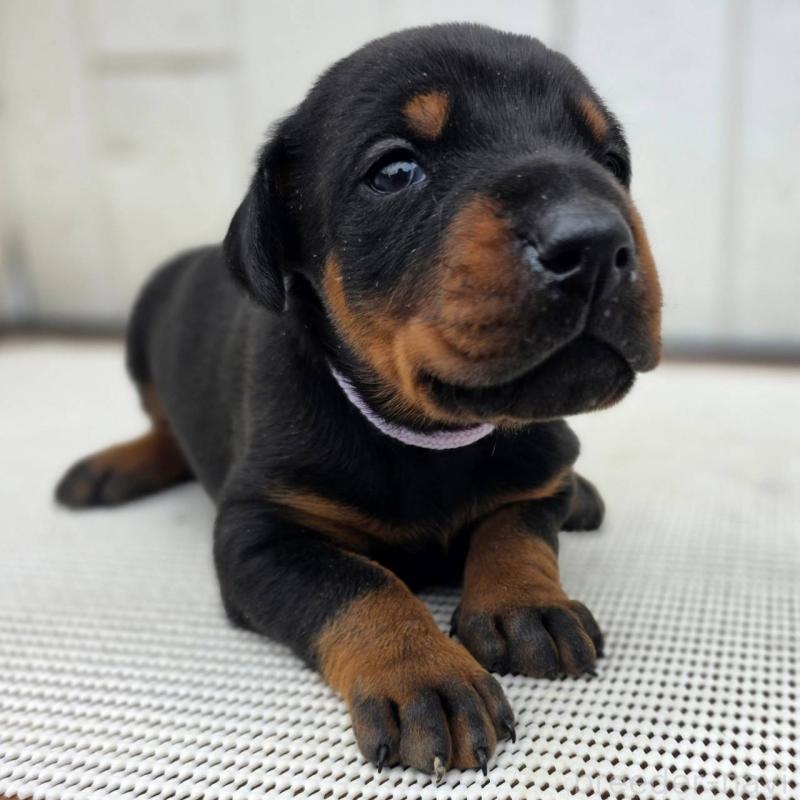 販売中の茨城県のドーベルマン-426192の5枚目