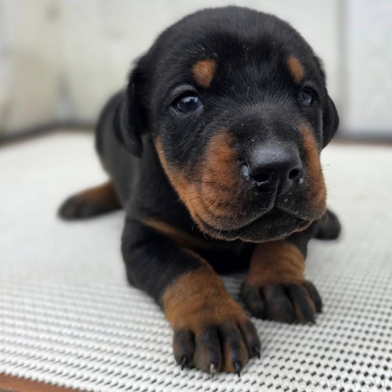 販売中の茨城県のドーベルマン-426192の4枚目