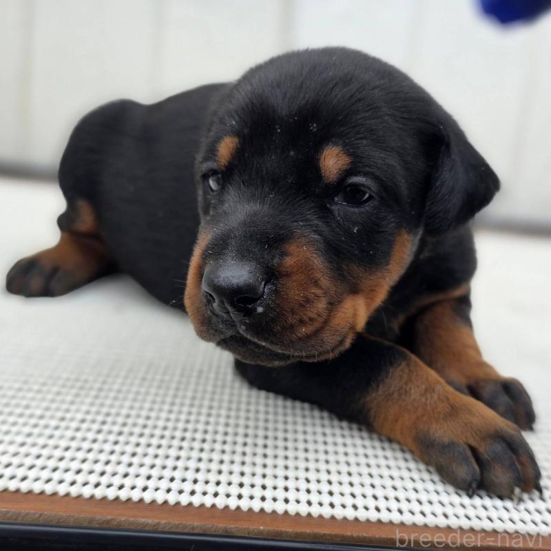 販売中の茨城県のドーベルマン-426192の3枚目