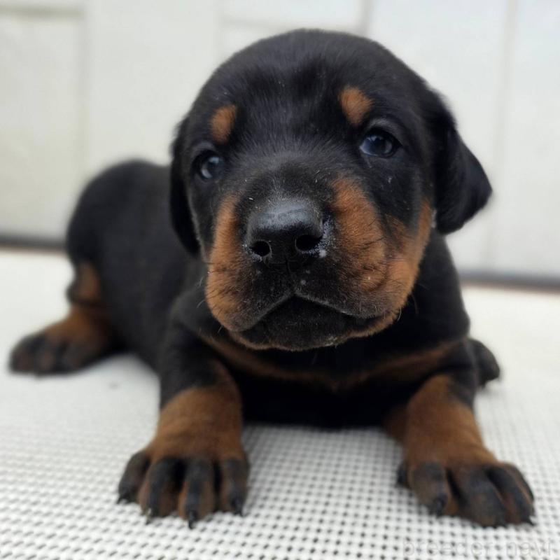 販売中の茨城県のドーベルマン-426192の2枚目