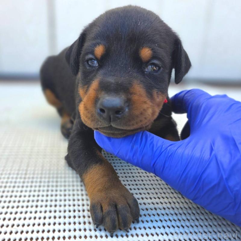 販売中の茨城県のドーベルマン-426199の6枚目