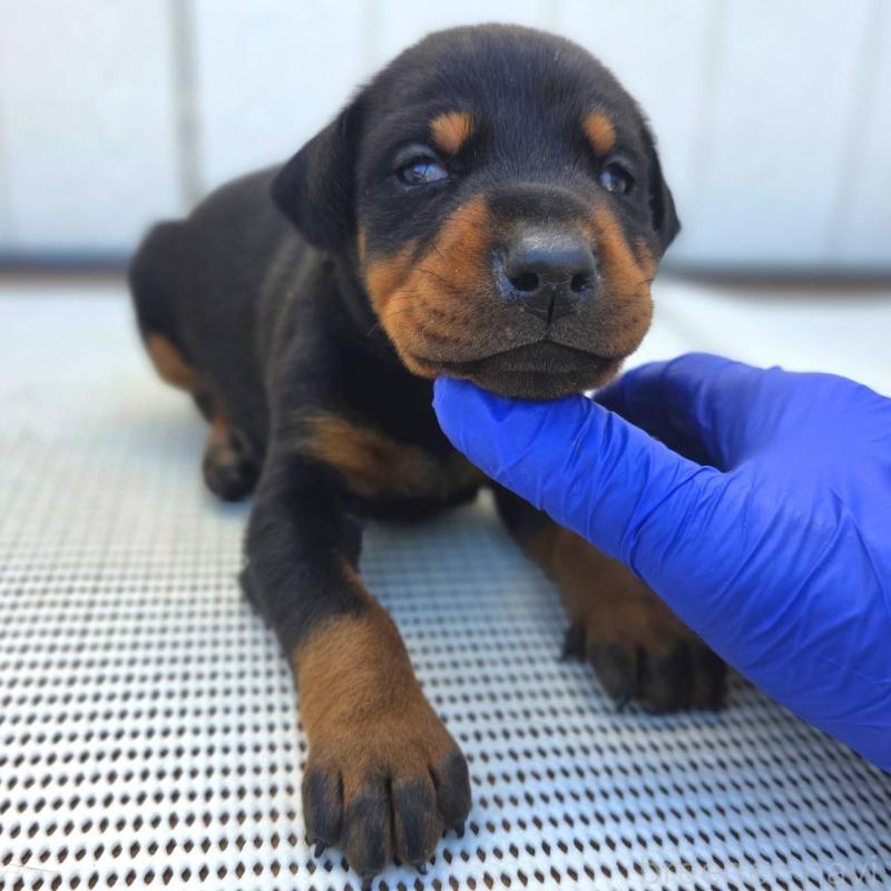 販売中の茨城県のドーベルマン-426199の5枚目