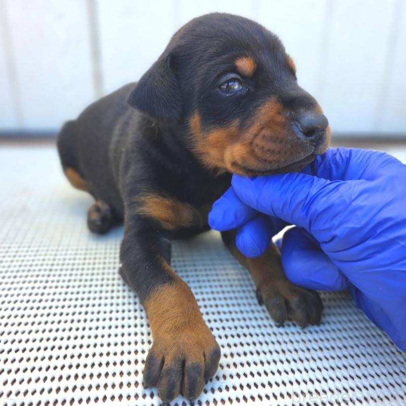 販売中の茨城県のドーベルマン-426199の4枚目