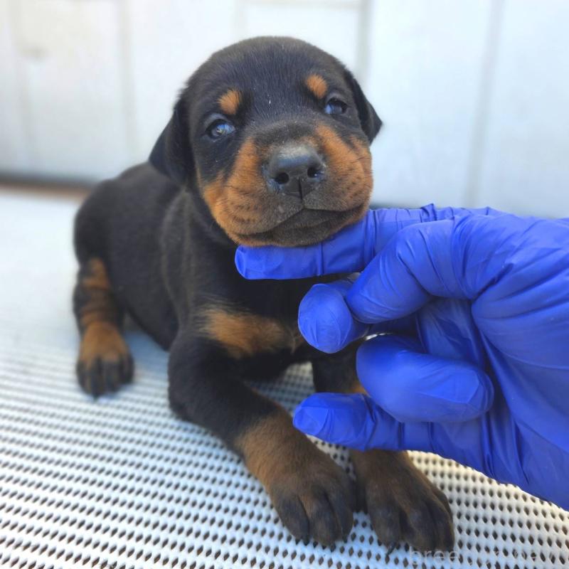 販売中の茨城県のドーベルマン-426199の3枚目