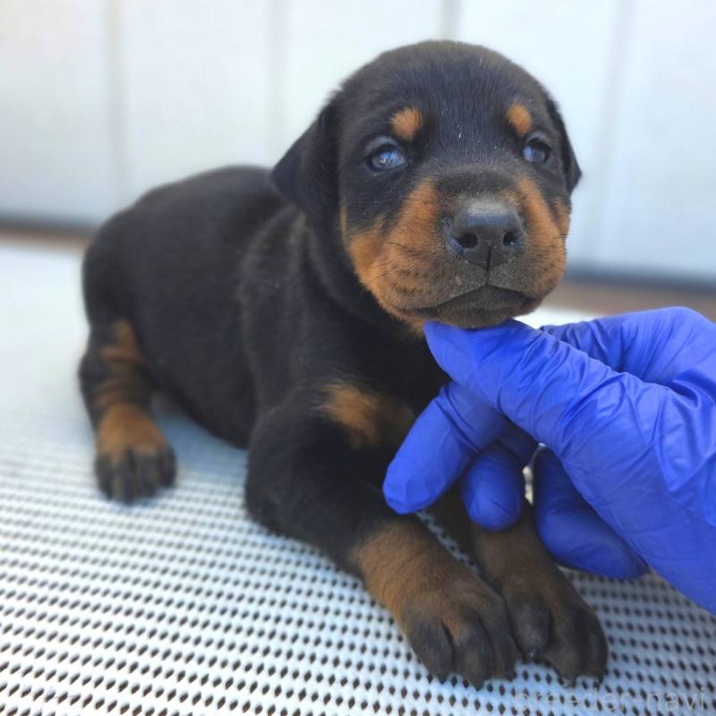 販売中の茨城県のドーベルマン-426199