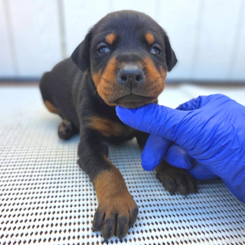 販売中の茨城県のドーベルマン-426199の2枚目