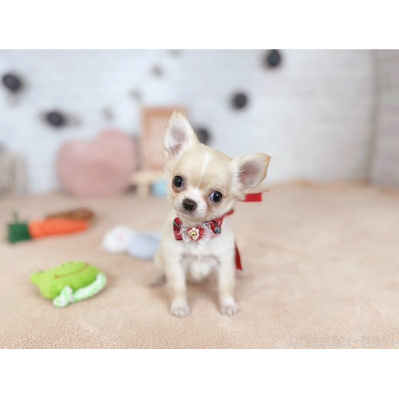 販売中の北海道のチワワ(ロングコート)-426195の5枚目