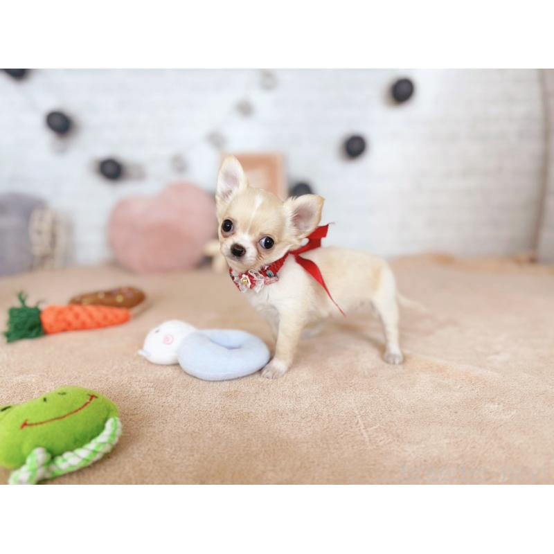 販売中の北海道のチワワ(ロングコート)-426195の4枚目