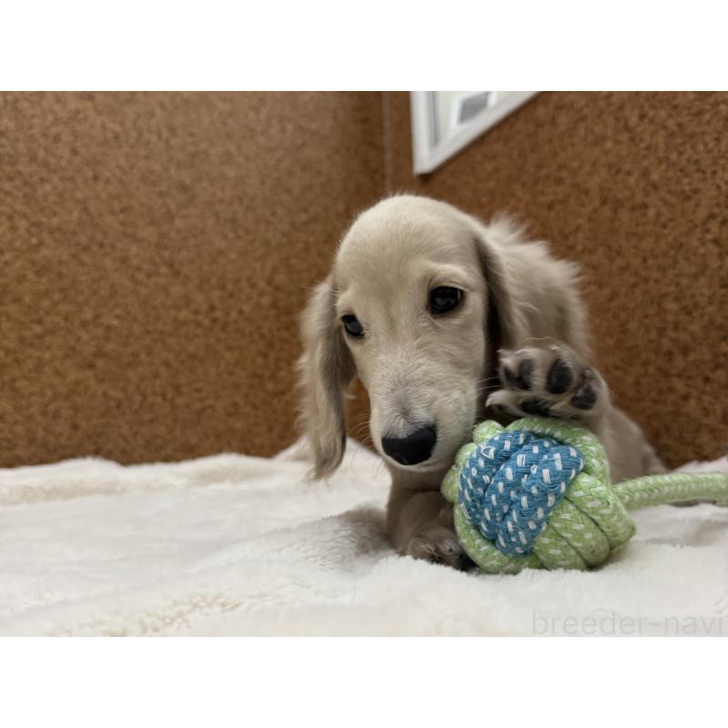 販売中の広島県のミニチュアダックスフンド(ロングヘアード)-426197の3枚目