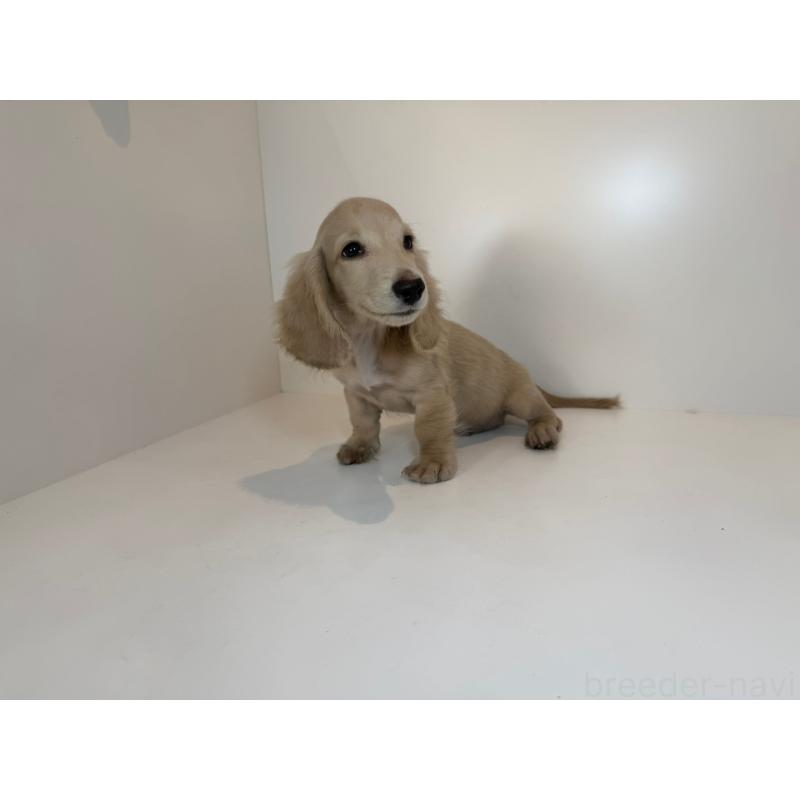 販売中の広島県のミニチュアダックスフンド(ロングヘアード)-426197の2枚目